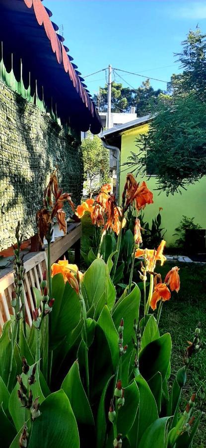 Kolonia E Artistave Velipojë Exterior foto